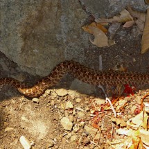What a dangerous animal - Little Rattlesnake on Playa Ratjada?
